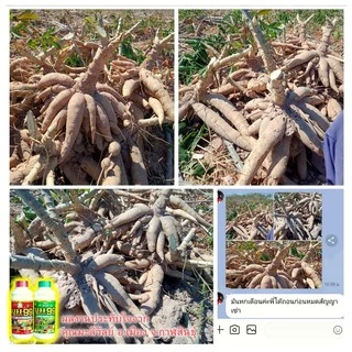 🆓ส่งฟรีไม่ใช้โค๊ด บูม99 ปุ๋ยน้ำสำหรับพืชทุกชนิด ผลผลิตเพิ่มพูล ไม่ได้ผลยินดีคืนเงิน