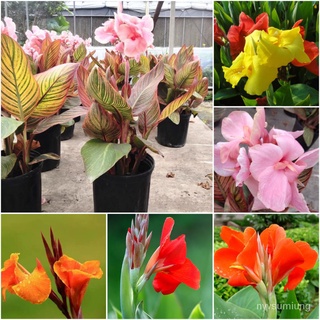 คละ สวนครัว ปลูก/เมล็ดพุทธรักษา（Canna Tropical Mix seeds）10 เมล็ดพันธุ์คุณภาพสูง เมล็ดบอนสี เมล/เมล็ด เมล็ดพันธุ์ ต้น