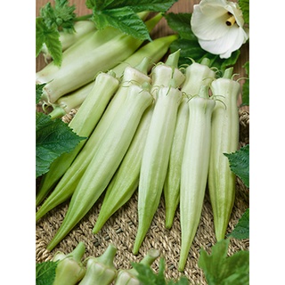 20 เมล็ด กระเจี๊ยบมอญสีขาว - Silver Queen Okra