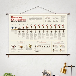 ภาพแขวนผนังวิวัฒนาการของมนุษย์ Human Evolution