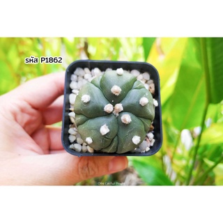 แอสโตรไฟตั้ม นูดั้ม 5พูแทรก เชื้อกิ๊กโกะ (Astrophytum asterias cv. nudum fukuryu) แคคตัส