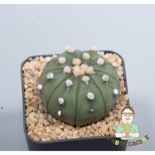 Astrophytum โออิโบะ  SP219