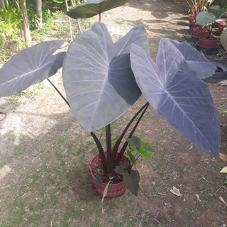 บอนดำ (บอนแบล็คเมจิก) Colocasia esculenta Black Magic (ไซน์ตั้งแม่)