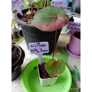 💚❤ นางไหม ไซส์เบบี๋ 💚❤  🌱2 ใบ 🌱 💰550฿💰