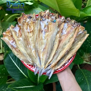 ปลาช่อนทะเล (ใหญ่) สดใหม่ ทอดได้ ย่างได้ กินกับข้าวสวย ข้าวเหนียว อร่อย