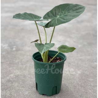 อโลคาเซีย เวนติไอ (Alocasia wentii) กระถาง 5 นิ้ว