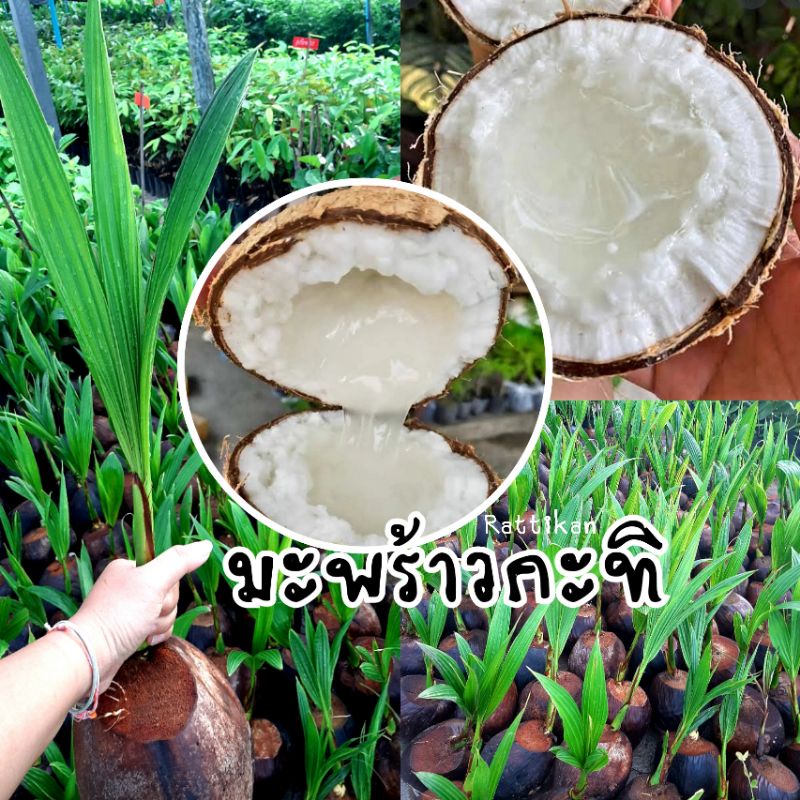 ต้นมะพร้าวกะทิ🌱ขายพร้อมส่ง ลักษณะเนื้อ อ่อน นิ่ม ฟู รสชาติหวานมัน น้ำภายในผล มีน้อยและมีลักษณะข้นเหน