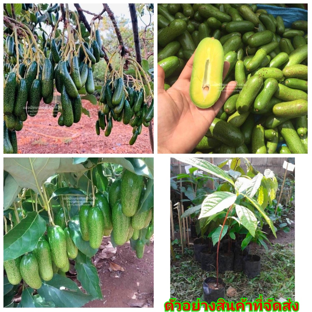 (1ต้น)(ขาย ต้นพันธุ์) ต้น อโวคาโด ไร้เมล็ด เวียดนาม ต้นอโวคาโด avocado พืชพันธุ์สร้างสวน