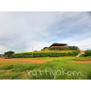 🍃🌈เมล็ดพันธุ์ปอเทือง ดอกสีเหลืองอร่ามสวยงาม 🌾เมล็ดพันธุ์คุณภาพดี กิโลล่ะ 69บาท  ราคาถูก🙏🌾😚