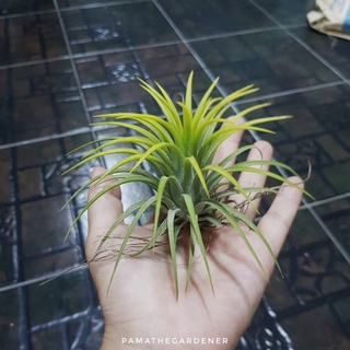 ทิลแลนเซีย ดอกสีขาว Tillansia Ionantha *ปกติใบเป็นสีเขียว