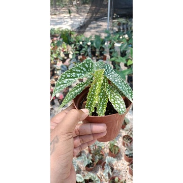 Begonia white ice ลายสวย ใบเป็นจุดขาวเหมือนหิมะ น่ารักเลี้ยงง่าย