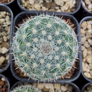 Mammillaria hahniana (แมมแม่เฒ่า) 5 ซม.