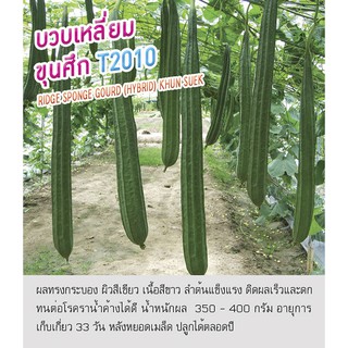 เมล็ดพันธุ์ บวบเหลี่ยม บวบ ขุนศึก T2010 - Sponge Gourd Khun Suek ตราดอกแตง เมล็ดพันธุ์ เมล็ดผัก คุณภาพดี