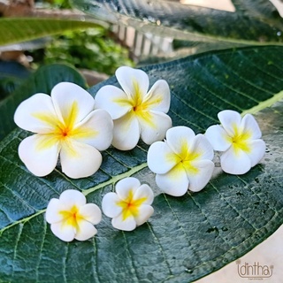 ต่างหูลีลาวดี ต่างหูดินปั้น ดอกลีลาวดี แบรนด์ไอดินไทย idinthai plumeria earrings