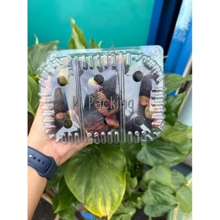 กล่องใส่ผลไม้เจาะรู 1 KG. ((มังคุด))/ 1 แพค 50 ใบ/จำกัด 4 แพคต่อ 1 คำสั่งซื้อ