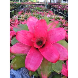 Neo Pink Debbie # นีโอพิงค์เดบบี้ #ต้นสับประรดสี#สับปะรดสี##bromeliad# ต้นไม้สวยงาม# ไม้ประดับ# ตกแต่งสวนฝ