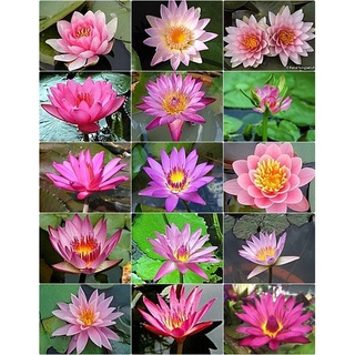 100 เมล็ด เมล็ดบัว คละสี นำเข้า บัวนอก สายพันธุ์เมล็ดบัว Waterlily Nymphaea Seeds