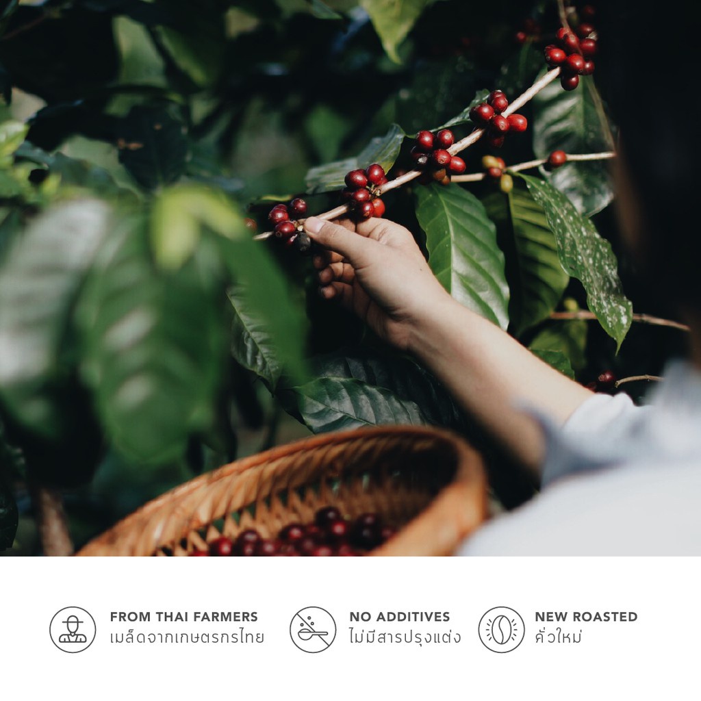 graph coffee co. เมล็ดกาแฟ Signature blend Blueberry jam