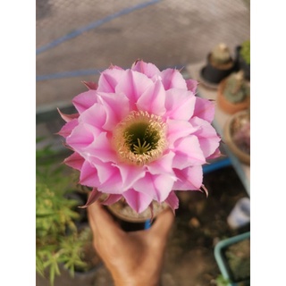 กระบองเพชร Lobivia echinopsis  อิชินอป ไฮบริด แองเจิ้ล ดอกสีชมพู (Echinopsis Hybrid Angel)  ไซส์แม่พันธุ์