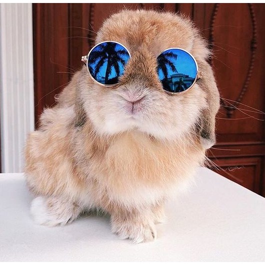 แว่นหมา แว่นแมว แว่นตากันแดดสัตว์เลี้ยง ทรงกลม เหมาะกับ หมาแมว กระต่าย ขนาดเล็ก มีสายรัดให้ฟรี