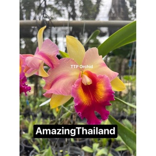 กล้วยไม้แคทลียา Amazing Thailand ออกดอกตลอดปี