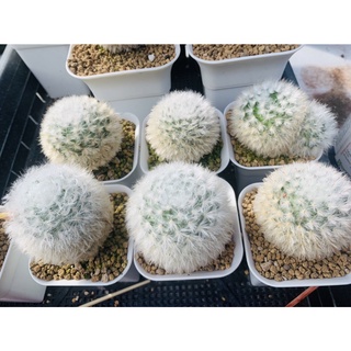 แมมขนแกะ แท้ คัดเกรดสวย พรีเมียม แมมมิลาเรีย Mammillaria Bocasana v. Multilanata cactus