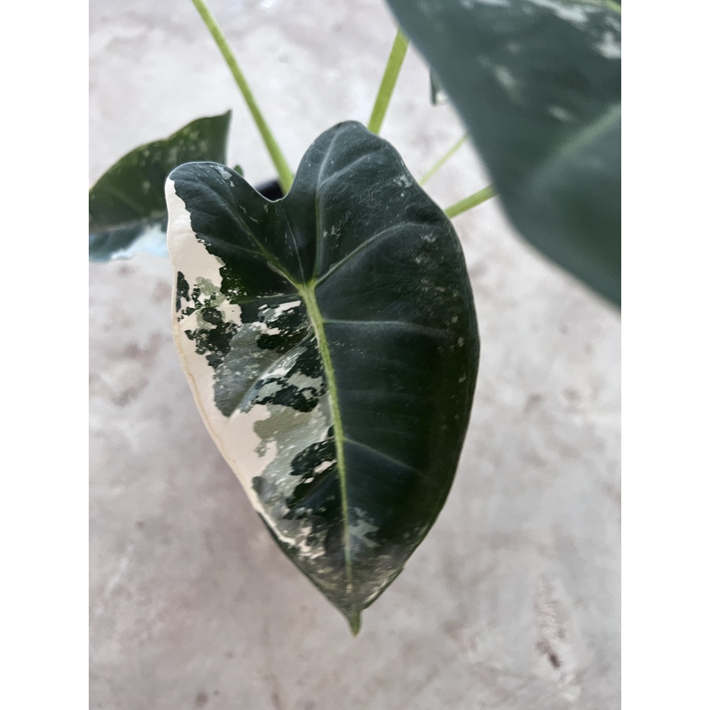 มุมมอง 8