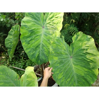 colocasia lemon lime gecko บอนเลม่อนลาม ลูกตัดสด ต้นคละไซส์