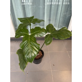 Philodendron Barrosoanum หรือน้องมิคกี้เม้าส์ ได้ต้นจริง