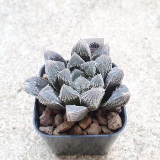 พร้อมส่ง!!ฮาโวเทีย Haworthia venusta hybrid Murasaki Tama Emaki (Tarantula) จัดส่งแบบล้างราก