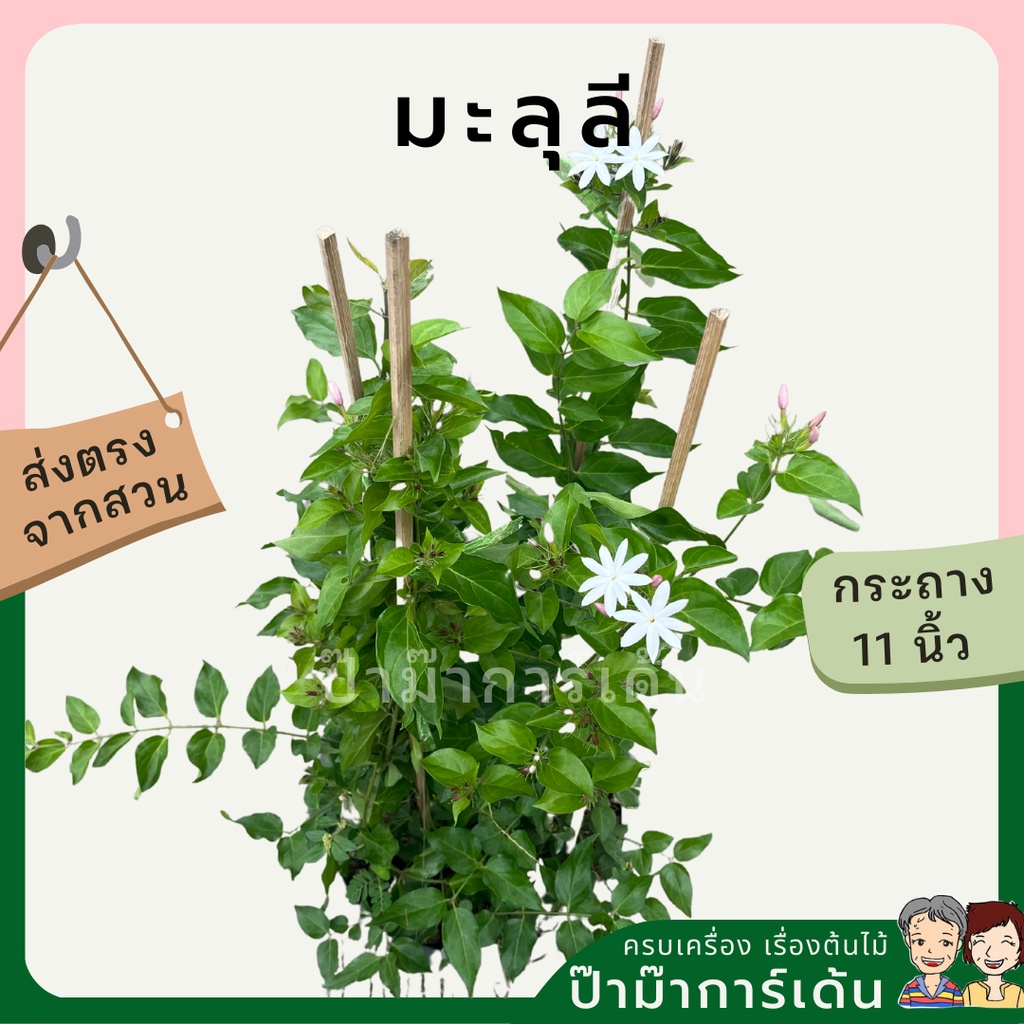 มุมมอง 4