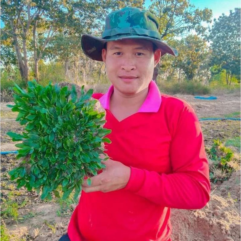 หญ้าไทเป(ชุด10ตร.ม.)