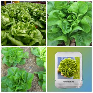 ผักกาดหอมบัตเตอร์เฮด (Butterhead Lettuce)