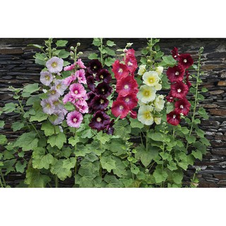 50 เมล็ด ฮอลลี่ฮอคคละสี - Mixed Hollyhock