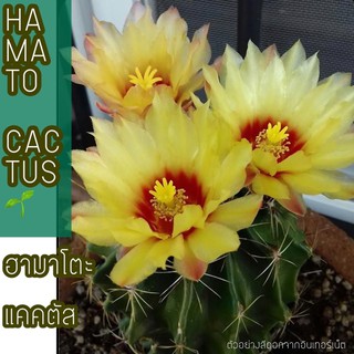 🌼🌱ฮามาโตะ แคคตัส HAMATO CACTUS ไซร์ออกดอก ขนาด 4-5 cm ผิวสวย ต้นเขียวน่ารัก  สีดอกสีเหลืองสด ติดฝักง่ายมาก💛🌱