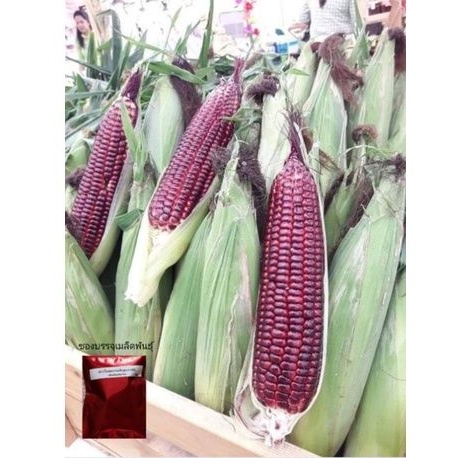 🔥 100 เมล็ด 85 ฿ 🔥 ถูกที่สุด 🔥 เมล็ดพันธุ์ข้าวโพดหวานสีแดงราชินีทับทิมสยาม SiamRubyQueen ข้าวโพดหวานทานสด ข้าวโพดกินดิบ