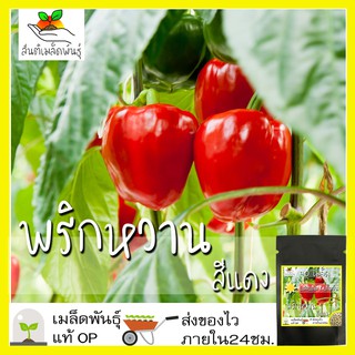 เมล็ดพันธุ์ พริกหวาน สีแดง 40 เมล็ด  Red Sweet Pepper Seed เมล็ดพันธุ์แท้ นำเข้าจากต่างประเทศ ปลูกผัก สวนครัว