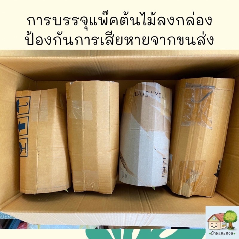 ต้นแสงจันทรา แพ๊คจัดส่งทั้งกระถางขนาด 5.5 นิ้ว ต้นสูงรวมกระถาง 35 เซน อโกลนีมาแสงจันทรา - รูปที่ 5