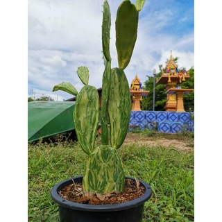 เสมาด่าง 1 ต้น เสมา โอพัน​เทีย​ด่าง โอพันเทีย ไม้ด่าง ใบด่าง ไม้ใบ Cactus แคคตัส กระบองเพชร  ราคาถูก​