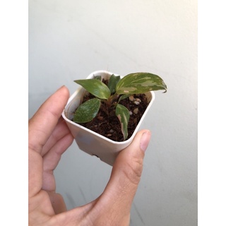 พิ้ง ปริ้นเซท PHILODENDRON PINK PRINCESS