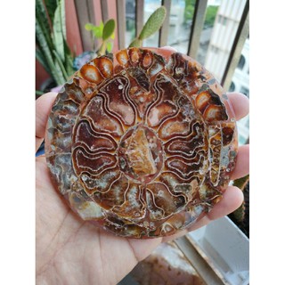 ฟอสซิลแอมโมไนต์ อัดแผ่นกลม สำหรับตั้งโชว์ ( Ammonite Fossils )🌊