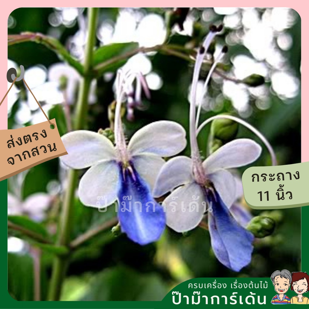 มุมมอง 2