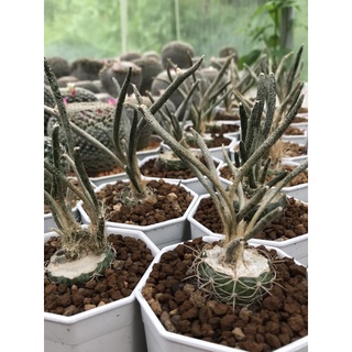 คาปุดเมดูซ่า Astrophytum Caput Medusae