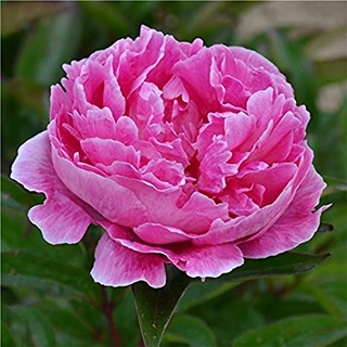 20 เมล็ด เมล็ดโบตั๋น ดอกโบตั๋น ดอกพีโอนี (Peony) สีชมพู Pink Peony