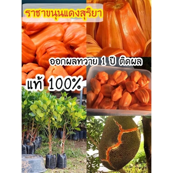 #ต้นขนุนแดงสุริยา ((ทาบกิ่ง)) สูงราว30-70เซน 1 ปีติดผล