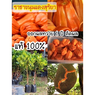 #ต้นขนุนแดงสุริยา ((ทาบกิ่ง)) ต้นละ 99 บาท 1 ปีติดผล