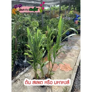 ต้นสเลเตหรือมหาหงส์ 1 ถุงมี3-8ต้น สีขาวสีส้มสีเหลืองสีขาวใส้เหลือง ส่งเป็นต้น พร้อมออกดอกแล้ว พร้อมส่ง