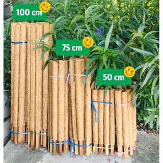 ROD5075100cm หลักไม้เลื้อยใยมะพร้าว (ราคาต่ออัน)ทำจากไม้เนื้อแข็งหุ้มใยมะพร้าว มี 3 ขนาด 50cm/75cm/100cm