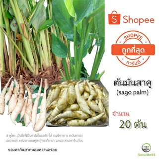 มันสาคู ต้นพันธุ์ จำนวน 20 ต้น