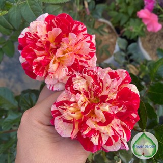 Flower Garden F548 กุหลาบ All American Magic ออล อเมริกัน เมจิค ดอกสลับสี มีกลิ่นหอม บานทน ออกดอกเก่งมาก